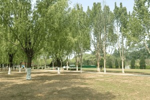 北京市朝阳区外侨公墓园区环境图