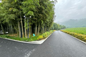杭州市余杭区径山竹茶园园区竹林图