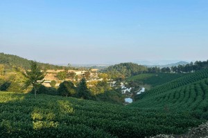 湖州市安吉县安吉龙山源园区环境图