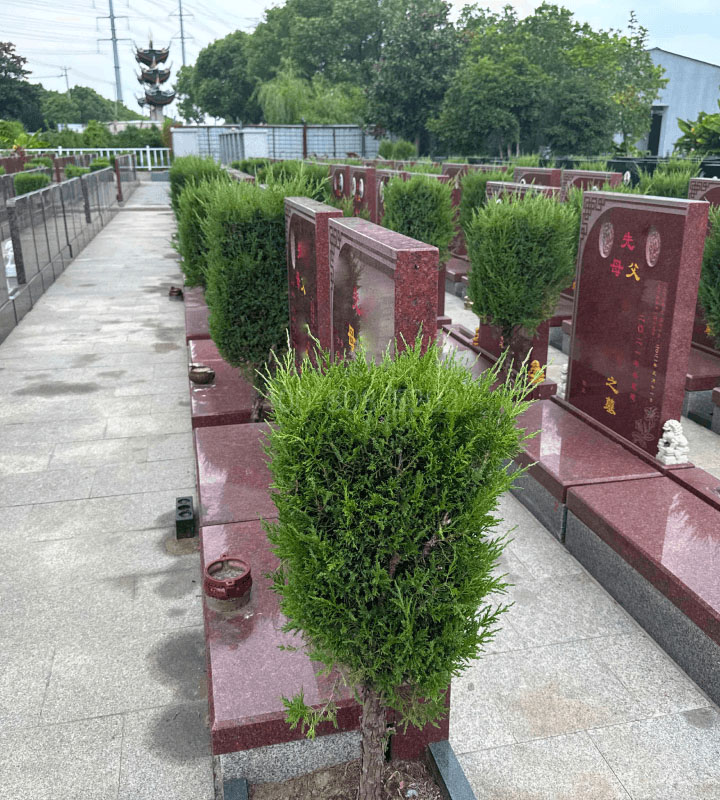 上海市松江区华夏公墓传统立碑墓型6号树葬