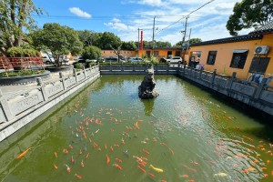 上海市浦东区川沙寺园区锦鲤图