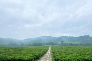 杭州市余杭区径山竹茶园茶园环境图