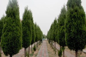 郑州市新密市皇帝岭陵园墓区环境图