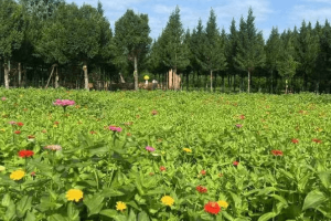 西安市高陵区奉正塬公墓园区环境图