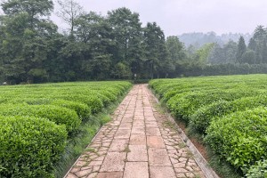 选墓小助手高先生对径山竹茶园的评价