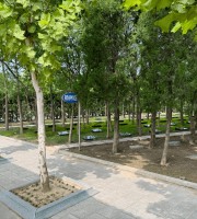 天津市北辰区憩园公墓生态葬树葬墓型1号